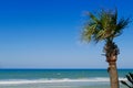 Tropical scene: Single palm tree on blue ocean beach Royalty Free Stock Photo