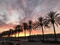 Tropical Scenery - Palm Trees Silhouette at Sunset