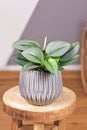 Tropical Scindapsus Treubii Moonlight houseplant in flower pot on w table Royalty Free Stock Photo