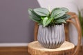 Tropical `Scindapsus Treubii Moonlight` houseplant in flower pot on wooden table Royalty Free Stock Photo