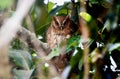Tropical Screech-Owl (Megascops choliba) in Brazil Royalty Free Stock Photo