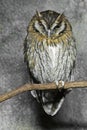 Tropical Screech Owl, Megascops choliba, perched Royalty Free Stock Photo