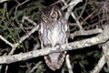 Tropical Screech-Owl Megascops choliba perched on a tree. night photo Royalty Free Stock Photo