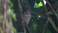 Tropical Screech Owl, Megascops choliba, roosting