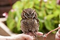 Tropical Screech Owl Royalty Free Stock Photo