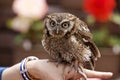 Tropical Screech Owl Royalty Free Stock Photo