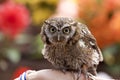 Tropical Screech Owl Royalty Free Stock Photo