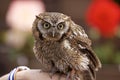 Tropical Screech Owl Royalty Free Stock Photo