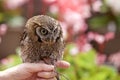 Tropical Screech Owl Royalty Free Stock Photo