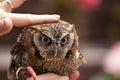 Tropical Screech Owl Royalty Free Stock Photo