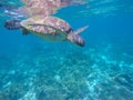 Tropical sea animal. Underwater photo of big sea turtle. Royalty Free Stock Photo