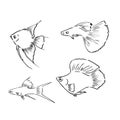 Tropical sea and aquarium fishes collection on white background. Set of freshwater and saldwater aquarium cartoon fishes Royalty Free Stock Photo