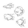 Tropical sea and aquarium fishes collection on white background. Set of freshwater and saldwater aquarium cartoon fishes Royalty Free Stock Photo