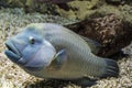 Tropical sea fish Napoleon Cheilinus undulatus