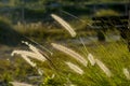 Tropical sea grass by the beach heavy backlite Royalty Free Stock Photo