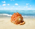 Tropical sea shell Royalty Free Stock Photo