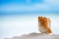 Tropical sea shell on white Florida beach sand under the sun li Royalty Free Stock Photo
