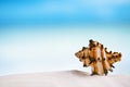 Tropical sea shell on white Florida beach sand under the sun li Royalty Free Stock Photo