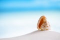 Tropical sea shell on white Florida beach sand under the sun li Royalty Free Stock Photo