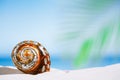 Tropical sea shell on white Florida beach sand under the sun li