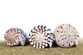 Tropical sea shells. Royalty Free Stock Photo