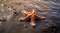 Tropical sea underwater starfish on coral reef. Aquarium oceanarium wildlife colorful marine panorama landscape nature