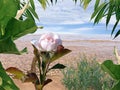 Tropical Sea Water  Palm Tree Leaves  And Plant Dry Wooden Branch Pink Roses Bush  On Front Summer  Vacation Concept