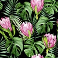 Tropical seamless pattern with green leaves of palm, fern, monstera and pink protea flowers on a dark background. watercolor flowe Royalty Free Stock Photo