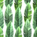 Tropical seamless pattern with hand painted watercolor banana leaves. Green leaves on white background.