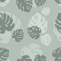 Tropical seamless pattern from monstera leaves. Stylish summer texture. Spring jungle print. Monstera fabric, textile