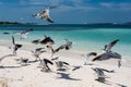 Tropical seascape in Los Roques Archipelago, Venezuela. Royalty Free Stock Photo