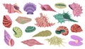 Tropical seashell. Beach color shells, underwater mineral elements, patterned reef objects different shapes, oyster with