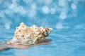 tropical seashell in child hands with crystal blue water background