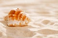 Tropical seashell sea shell on sand Royalty Free Stock Photo