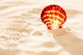 Tropical seashell sea shell on sand Royalty Free Stock Photo