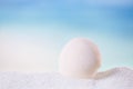 Tropical seashell sea shell with ocean , beach and seascape