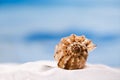 Tropical seashell sea shell with ocean , beach and seascape