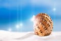 Tropical seashell sea shell with ocean , beach and seascape