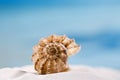 Tropical seashell sea shell with ocean , beach and seascape