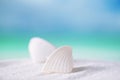 Tropical seashell sea shell with ocean , beach and seascape Royalty Free Stock Photo