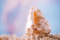 Tropical seashell sea shell on sand with ocean Royalty Free Stock Photo