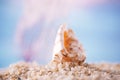 Tropical seashell sea shell on sand with ocean Royalty Free Stock Photo