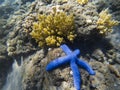 Tropical seashore underwater landscape. Coral and blue starfish closeup.