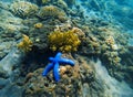 Tropical seashore underwater landscape. Coral reef and blue starfish. Royalty Free Stock Photo