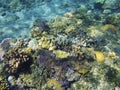 Tropical seashore underwater landscape. Coral reef colorful view. Coral reef underwater photo.