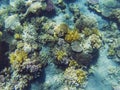 Tropical seashore underwater landscape. Coral reef and fish top view. Royalty Free Stock Photo