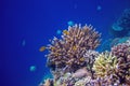 Tropical seashore underwater landscape. Coral reef wall in open sea water. Royalty Free Stock Photo