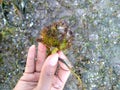 Tropical seashore underwater landscape with corals, seaweed and starfish or sea ??snake star Royalty Free Stock Photo