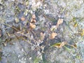 Tropical seashore underwater landscape with corals, seaweed and starfish or sea ??snake star Royalty Free Stock Photo