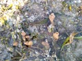 Tropical seashore underwater landscape with corals, seaweed and starfish or sea ??snake star Royalty Free Stock Photo